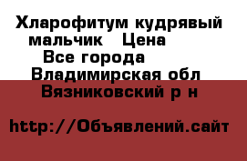 Хларофитум кудрявый мальчик › Цена ­ 30 - Все города  »    . Владимирская обл.,Вязниковский р-н